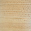 American Beech
