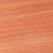 European Beech