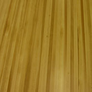 American Beech